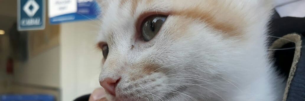 Fiamma_af's profile banner image