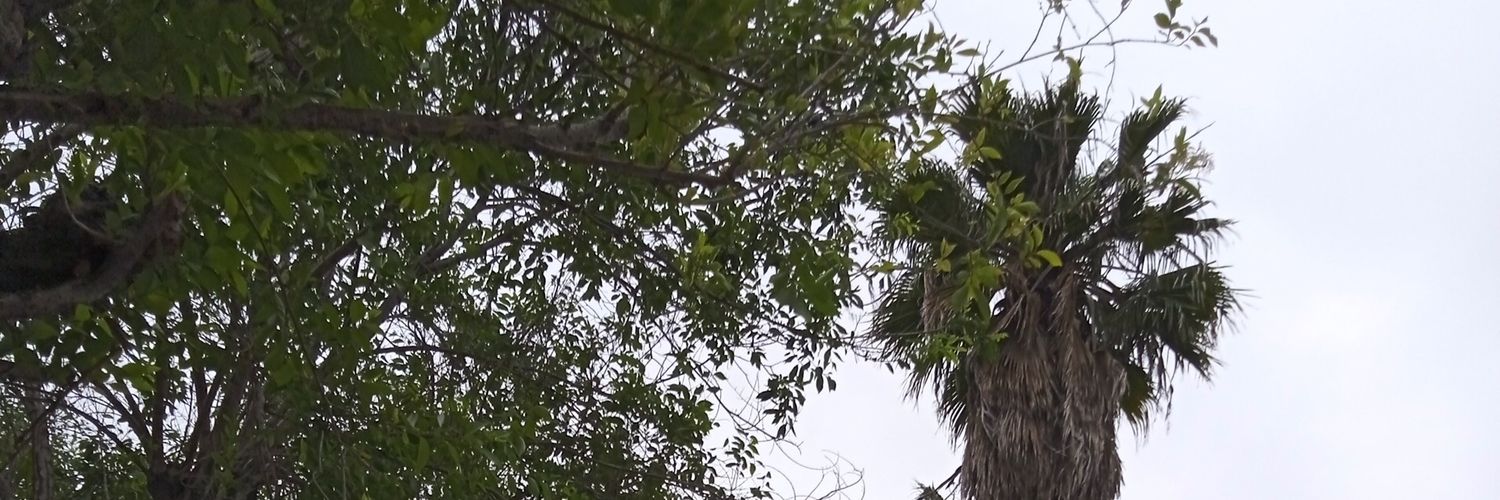 Lorena Cruz Tapia.🐦🦆🦆 banner