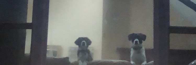 Griffin banner