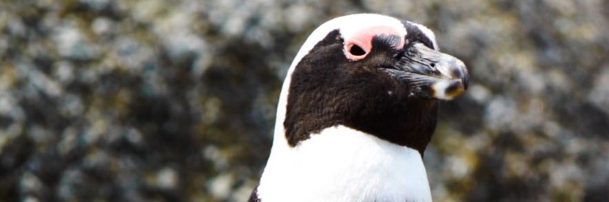Christian_Sage_'s profile banner image
