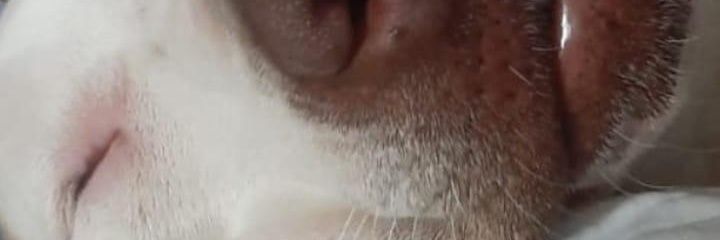 natanimunhos's profile banner image