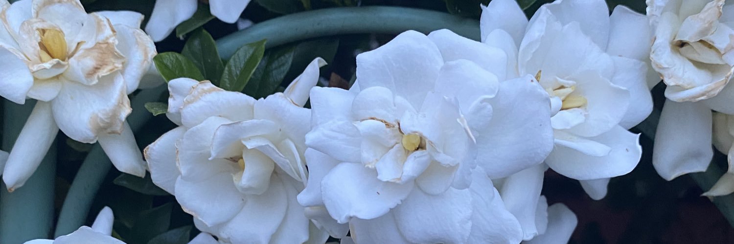 meg_leach's profile banner image