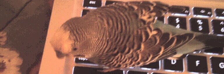 Eva Paspalis Case banner