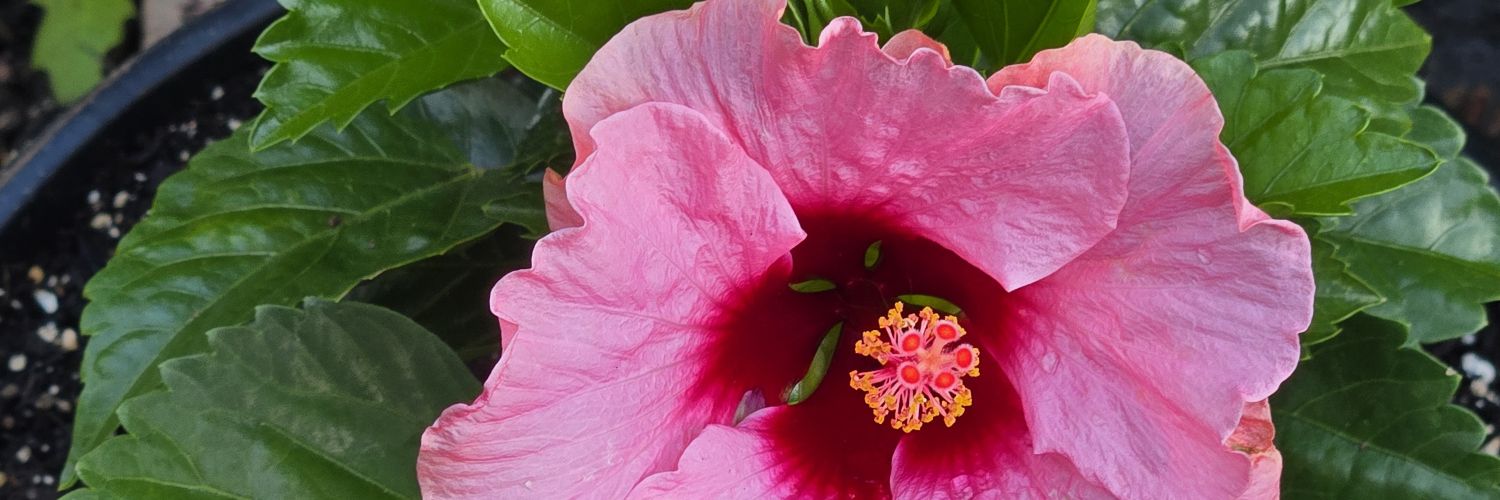 Annunaki 🇺🇸 🌺 banner