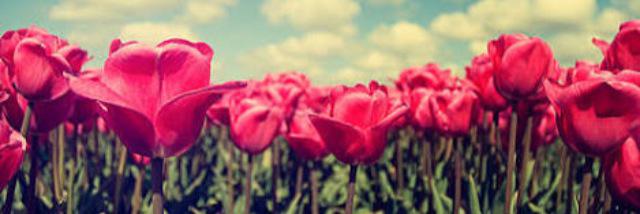 NawRDI's profile banner image