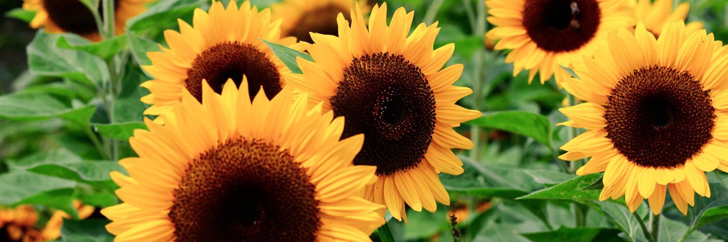 THATSOALLISON's profile banner image