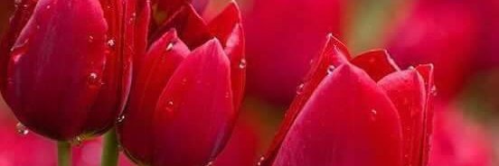 Sarvat Bandesha banner