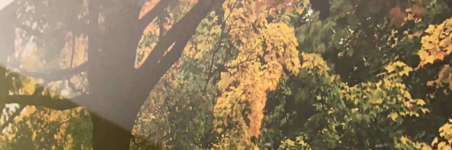 mssafra's profile banner image