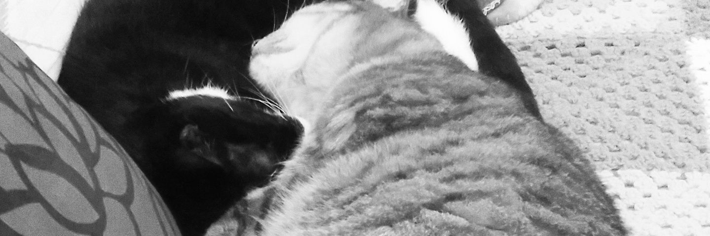 Delia_Morelli's profile banner image