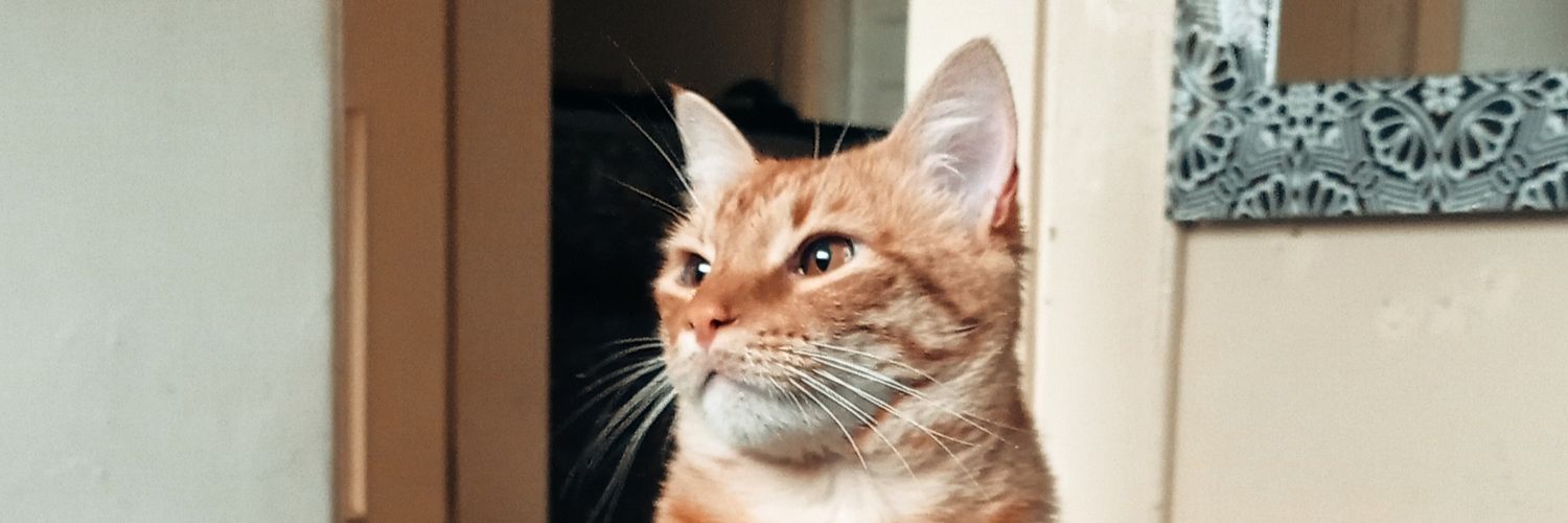 peteranrres's profile banner image