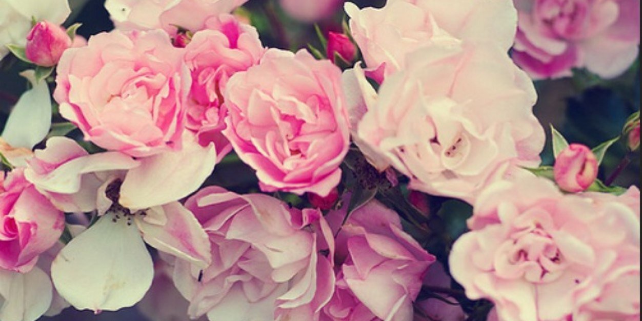 claryntralala's profile banner image