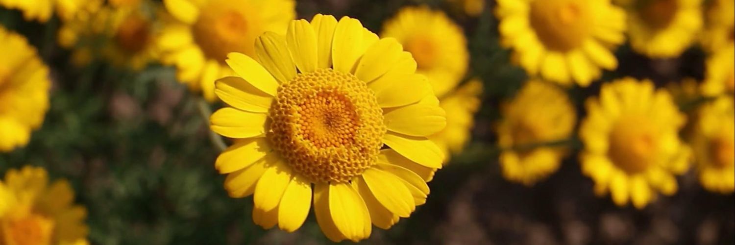hellobernard_'s profile banner image