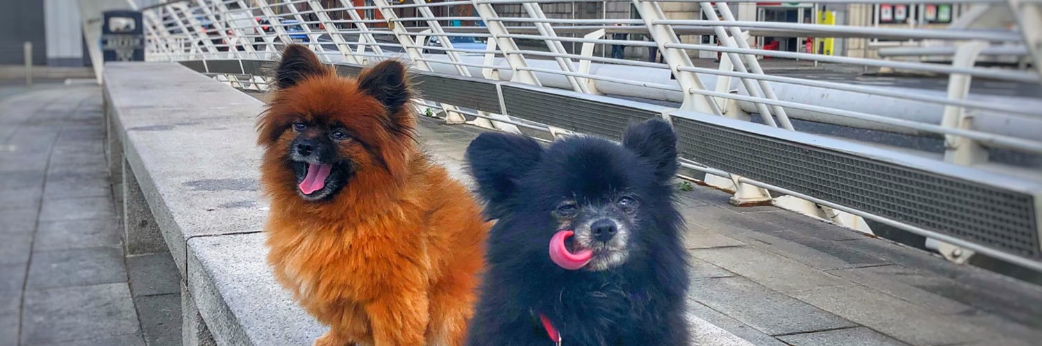 smalldogsbigcit's profile banner image