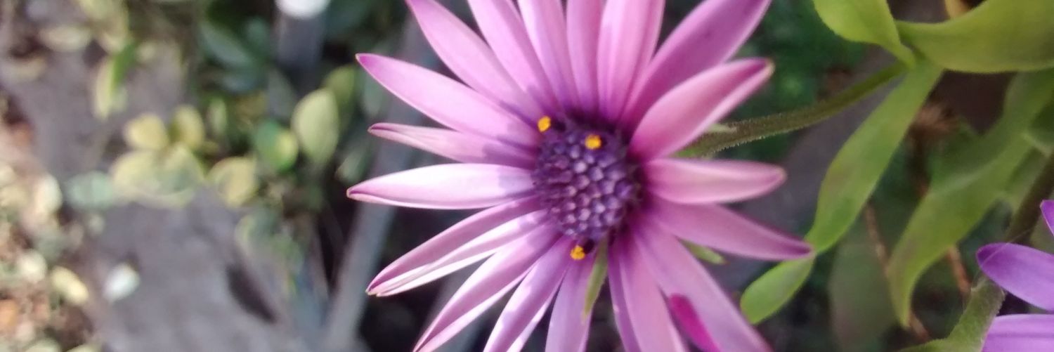 Simply_Sca's profile banner image