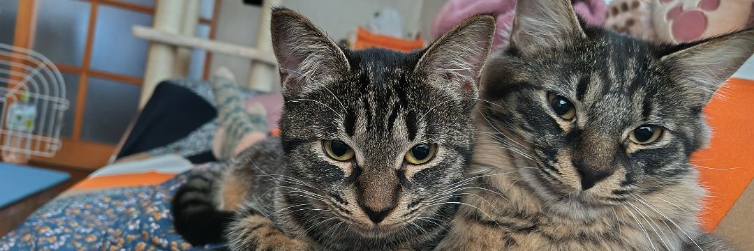 さーや🐱 banner