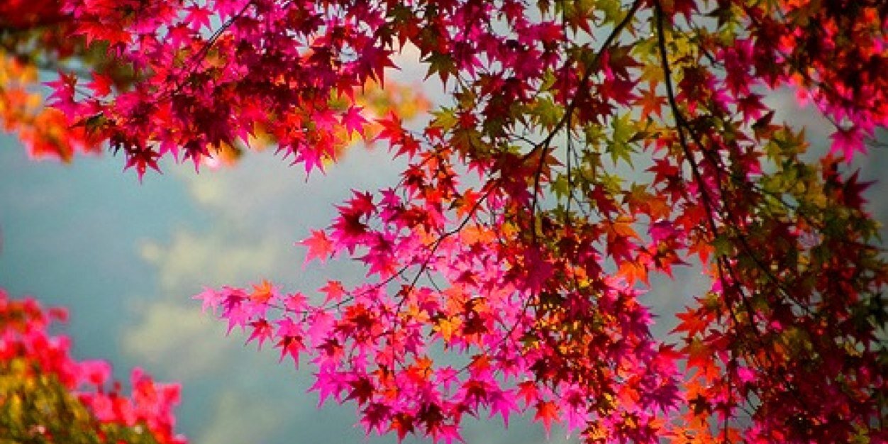 Coni_Basile's profile banner image