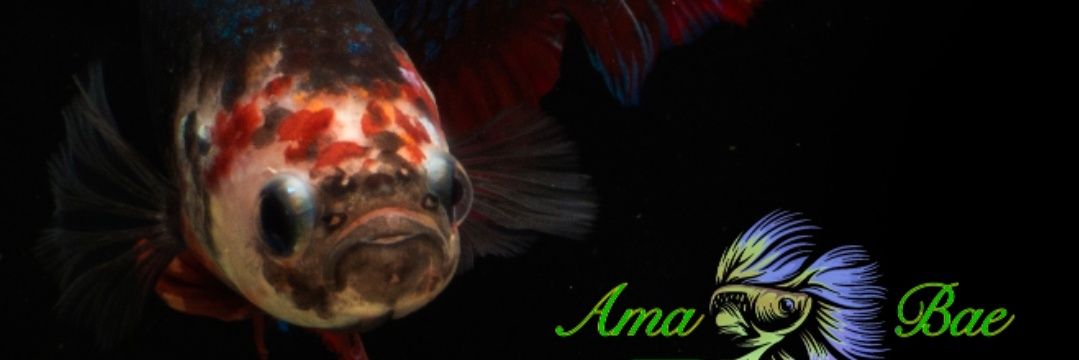 Amasanusi's profile banner image