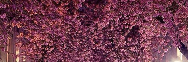 … banner