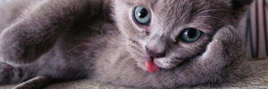 Gato_Harto's profile banner image