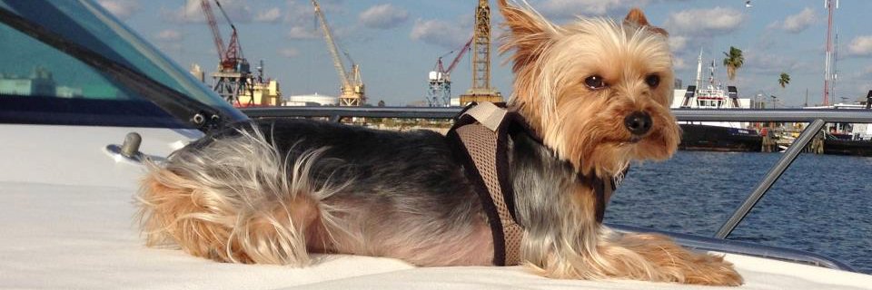 gladie21's profile banner image