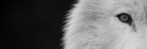 reamaro's profile banner image