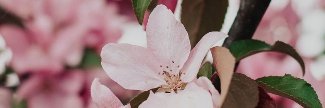 Aneta_85's profile banner image