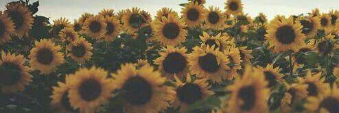 _sunshineliz's profile banner image