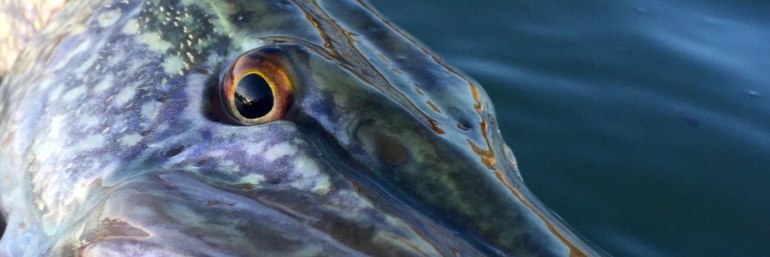 flyaenne's profile banner image