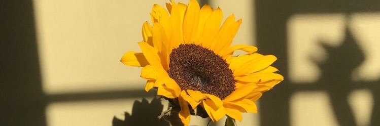 callmvy's profile banner image