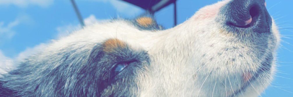 Spii8's profile banner image