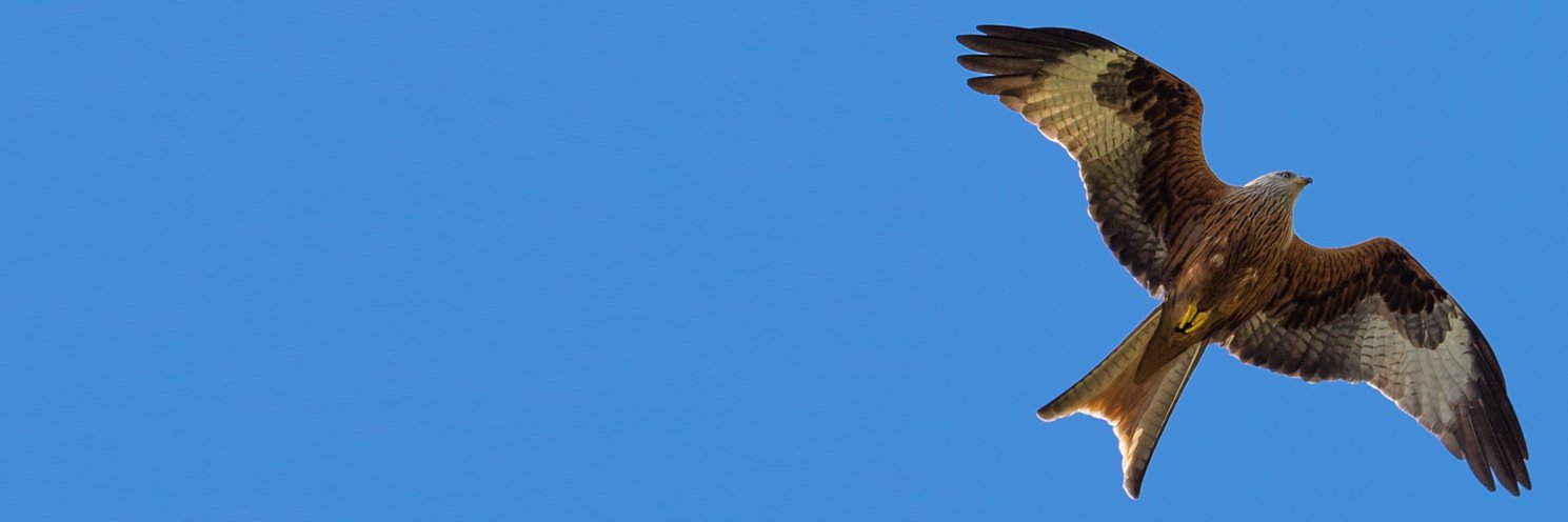 NickSweep 🇺🇦🇪🇺🇬🇧🇧🇷🦋 banner