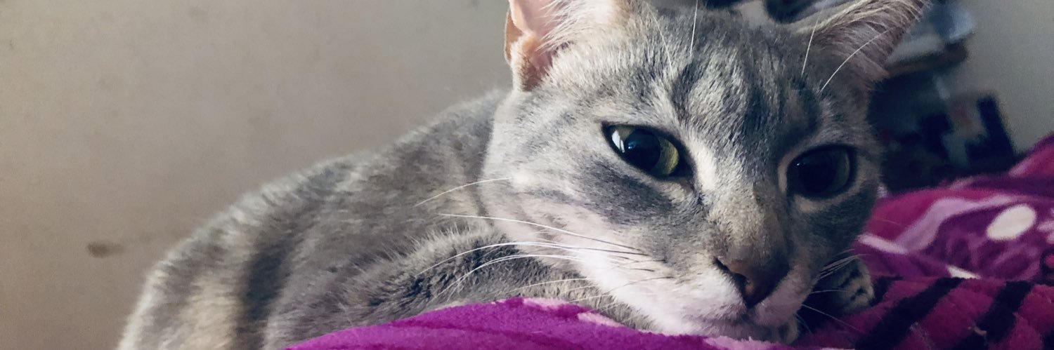 Sofiamdulce's profile banner image
