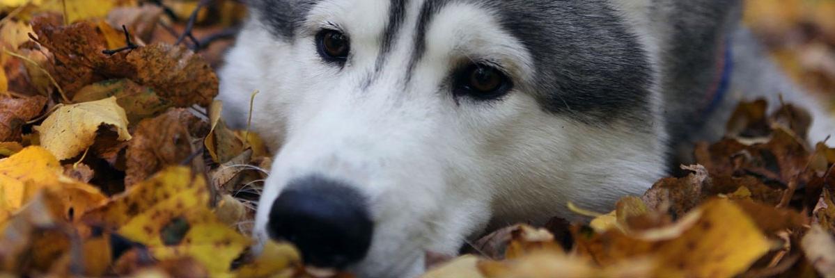 SimCSGO's profile banner image