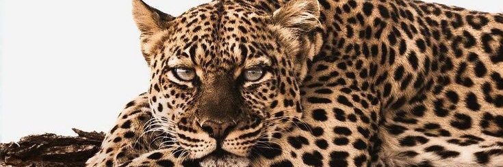 JessiAlves06's profile banner image