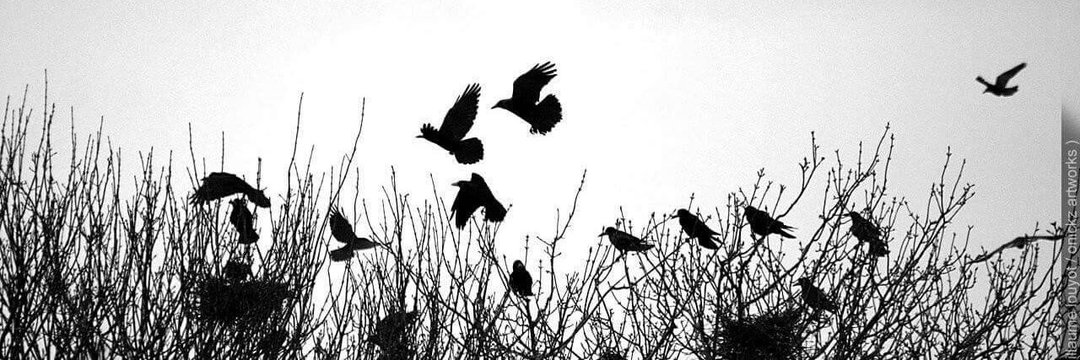 _S_i_'s profile banner image