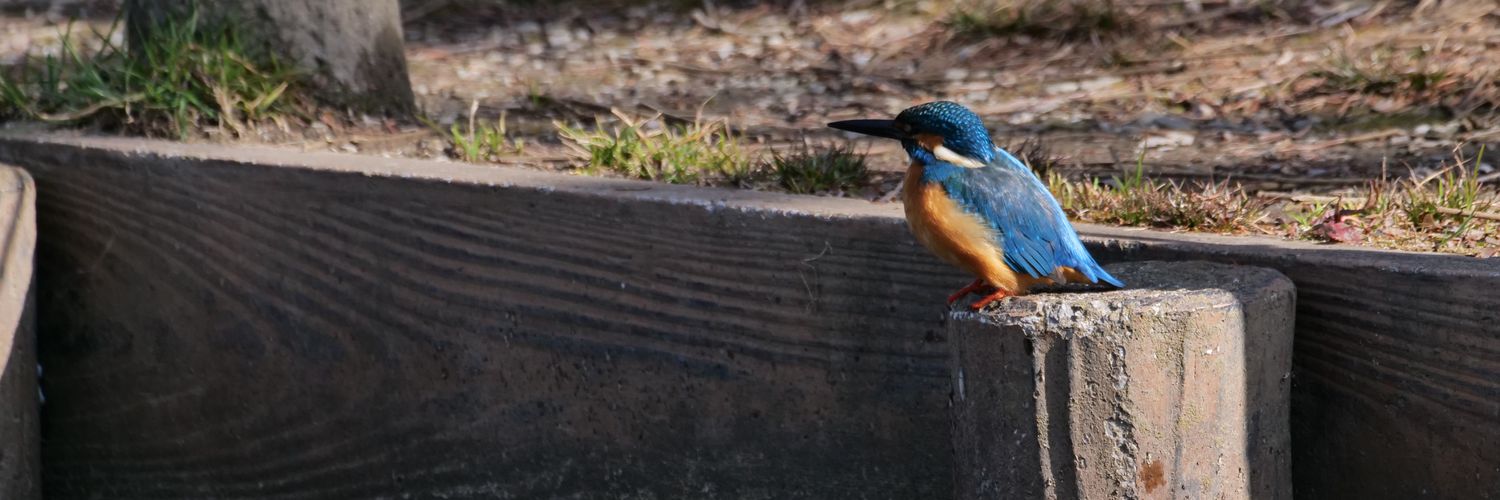 chiron、🍣🐰(ちろん 辺留茶老師 わるいおじさん) banner