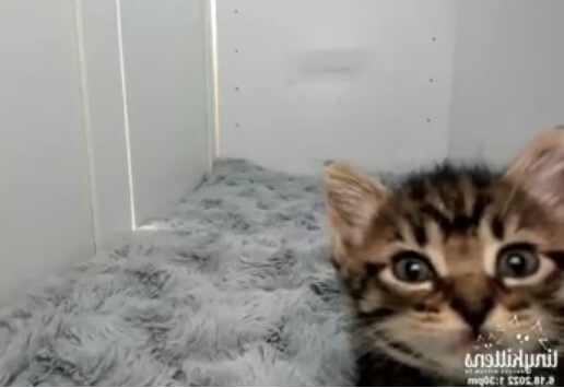 Quinnessence 🖤 banner