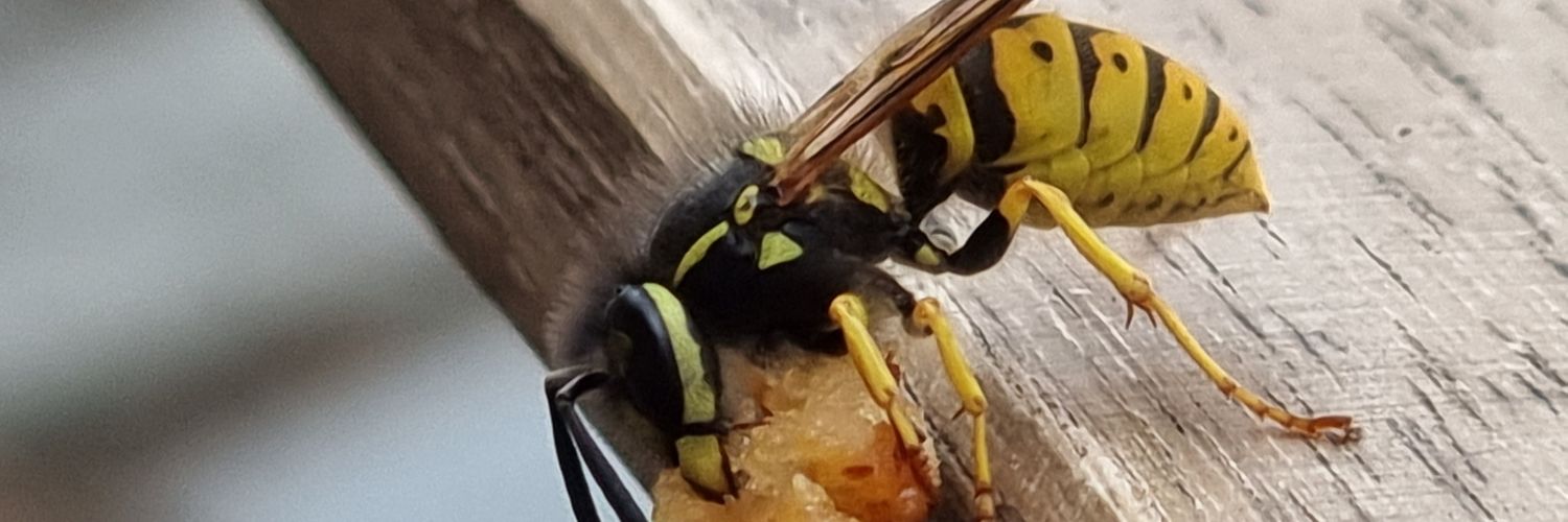 stevetervit's profile banner image