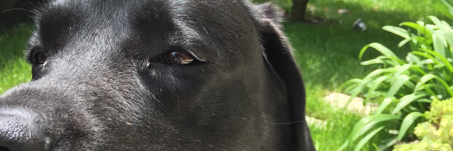 ZeynepBalto1's profile banner image