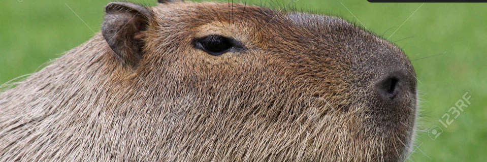 leonper767's profile banner image