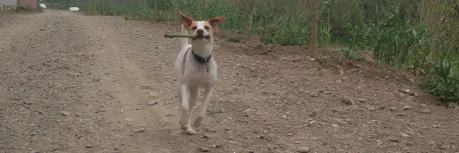 Maria Guerrero banner