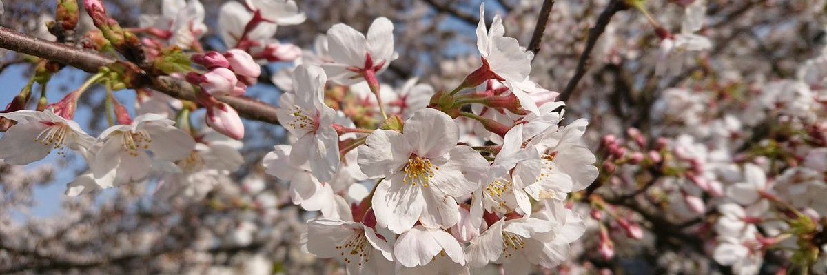 kiriko_d's profile banner image