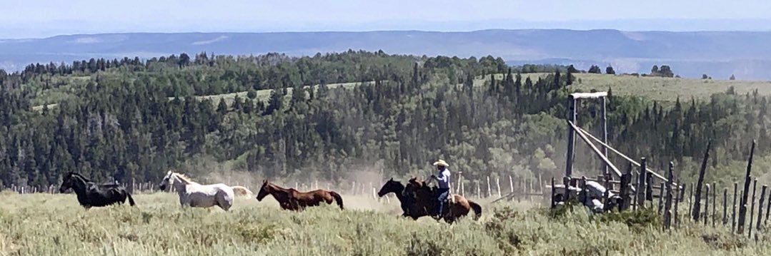 mccartycattle's profile banner image