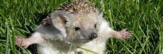 Karun Sagar AKA Pump.Fun Notification Victim banner