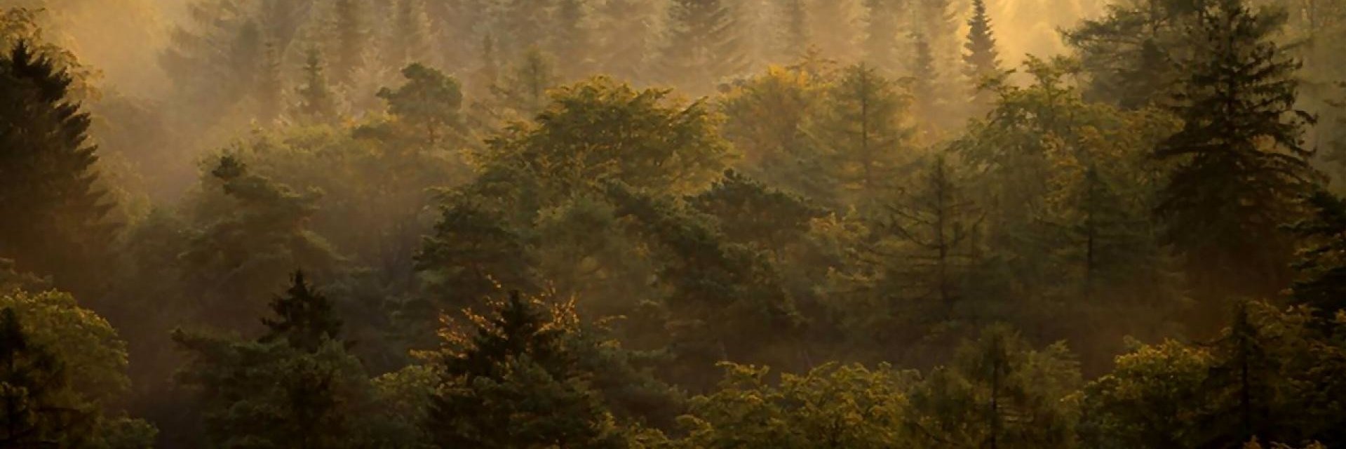 雪村 聖凍 banner