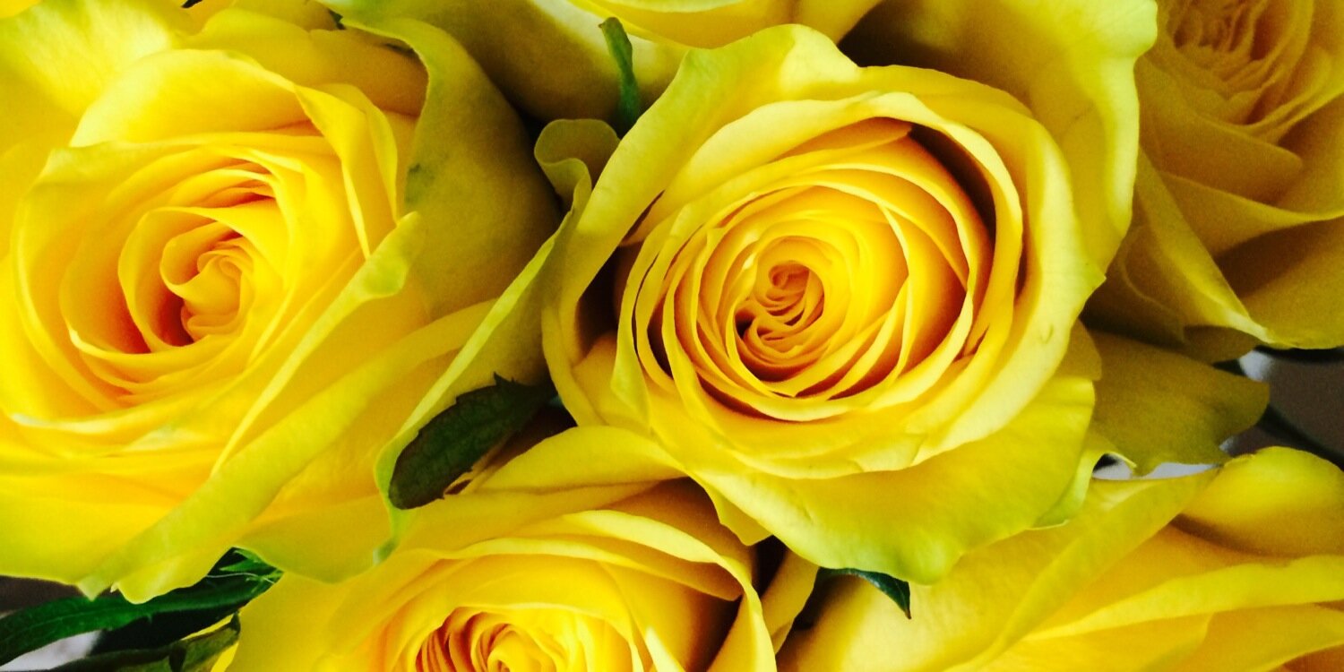 JosephinePoole's profile banner image