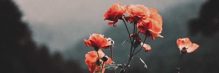 _sophthomas's profile banner image