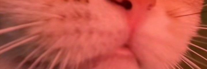 snookx16's profile banner image