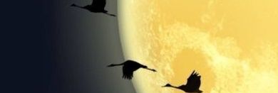 vesta_lis's profile banner image