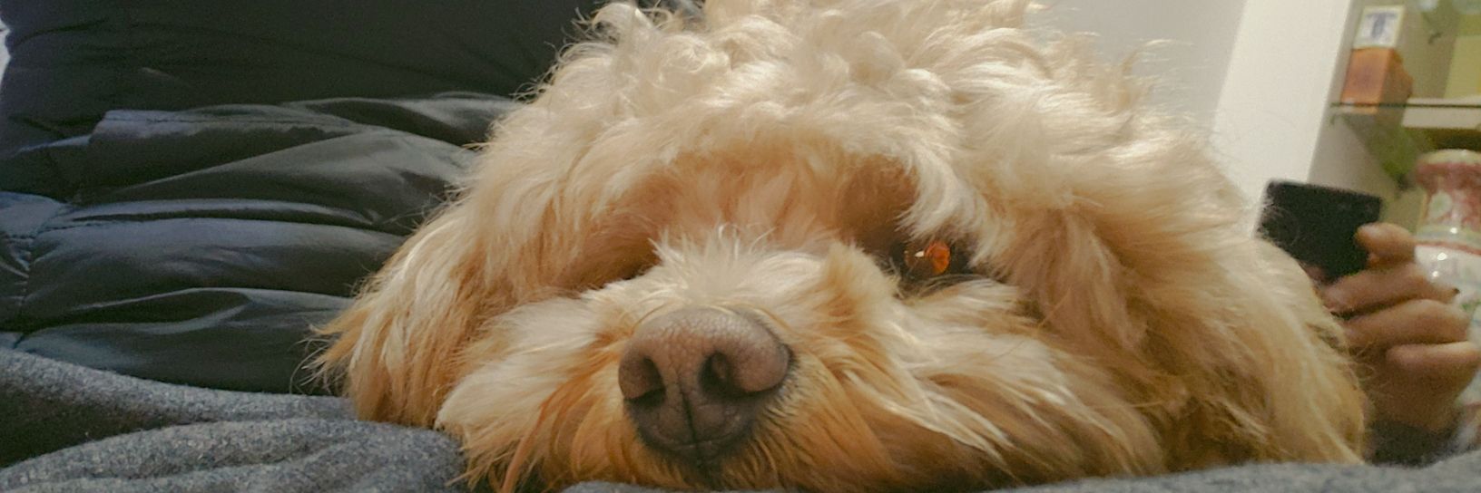 剁椒·鲤鱼王·拖拉机 banner